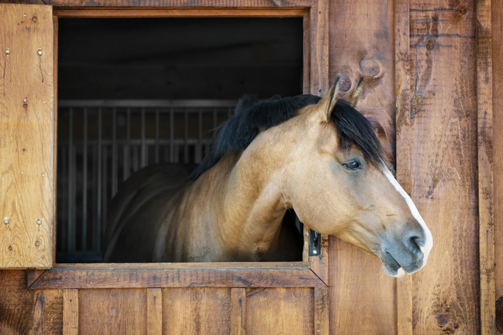 Langridge Supply is a premier supplier of horse farm feeds, wood shavings and pelleted bedding. We deliver feed to your door.