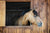 Langridge Supply is a premier supplier of horse farm feeds, wood shavings and pelleted bedding. We deliver feed to your door.
